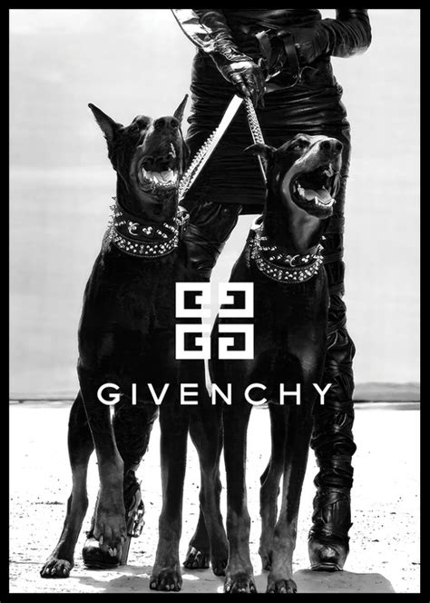 givenchy top dog|Givenchy dog wallpaper.